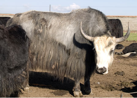 Bald faced gray yak cow in  Tibet